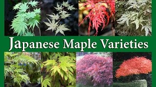 Japanese Maple Varieties [upl. by Ydniahs]