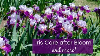 Iris Care after Blooming and more [upl. by Papagena]