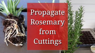 Propagate Rosemary from Cuttings [upl. by Inanuah405]