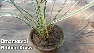 Ornamental Ribbon Grass Grow Propagation and Care  Phalaris Arundinacea [upl. by Nihcas792]