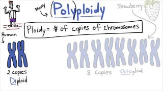 Polyploidy  Tales from the Genome [upl. by Roanna]