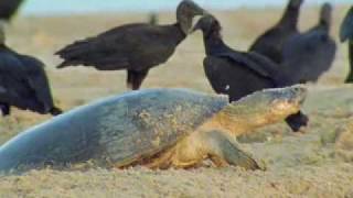 Giant turtles vs vultures  BBC wildlife [upl. by Edniya]