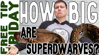 How big DOES a Super Dwarf Retic get What you need to know [upl. by Stanton]