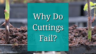 Why Do Cuttings Fail Propagation Tips [upl. by Annayar]