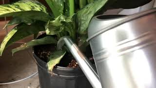 Neem Oil Drench  How to Kill amp Prevent Fungus Gnats [upl. by Faubert]