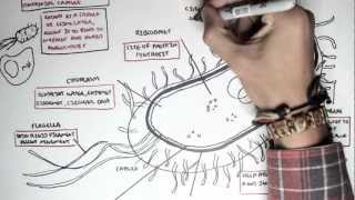 Microbiology  Bacteria Structure [upl. by Vevine]