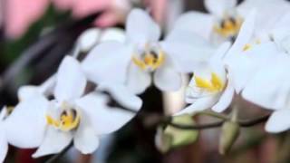 Phalaenopsis Amabilis  Orchid [upl. by Ninerb729]