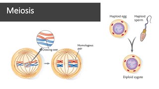 Meiosis [upl. by Calen710]