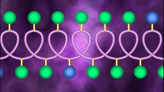 Protein Structure and Denaturation  A Level Biology [upl. by Ettennil]