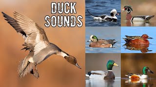 Duck Noises amp Duck Identification [upl. by Ferree926]