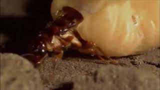 Army Ants vs termites [upl. by Duahsar]