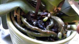 HOW TO WATER a Phalaenopsis ORCHID in Bark medium [upl. by Doty]