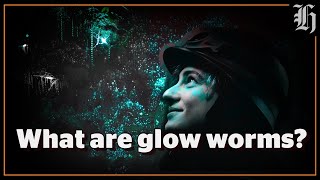 What are glow worms and how do they work  New Zealand Travel [upl. by Tamara768]