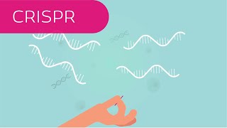 CRISPR in 4 Minuten erklärt [upl. by Ermey458]