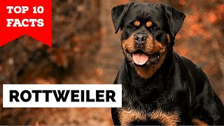 Rottweiler  Top 10 Facts [upl. by Herriott]