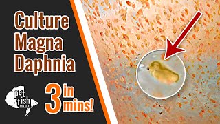 How to culture DAPHNIA MAGNA  The easy way [upl. by Ninaj]