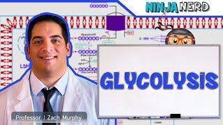 Metabolism  Glycolysis [upl. by Gilles]