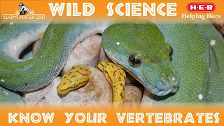 WILD SCIENCE Classifying Vertebrates [upl. by Christianity843]