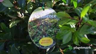 Syzygium australe Resilience Resilience Lillypilly at Plantmark Wholesale Nurseries [upl. by Sancho]