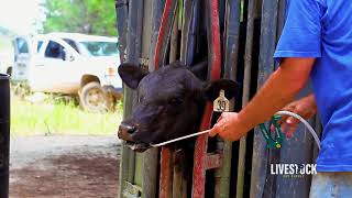 Cattle Deworming Program [upl. by Yerfej]