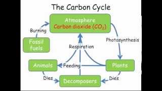 Carbon amp Nitrogen Cycles GCSE Combined Science Biology [upl. by Nnylarac346]