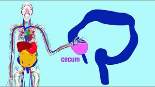 cecum amp appendix [upl. by Chema]