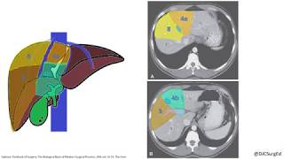 Liver Anatomy [upl. by Orabel]