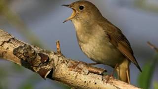 NIGHTINGALE SONG 4 hours REALTIME Beautiful Nightingale Singing BirdsongNature soundspart1 [upl. by Jenei]