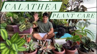 Calathea Plant Care  Prayer Plant Guide and tips [upl. by Assilem548]