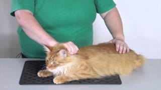 Behavior and handling How to restrain a cat [upl. by Refitsirhc]