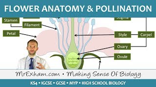 Plant reproduction  Flower anatomy and pollination  GCSE Biology 91 [upl. by Menzies167]