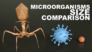 MICROORGANISMS Size Comparison  3D [upl. by Lavern953]