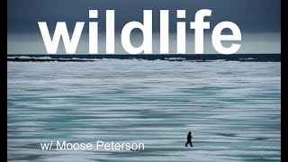 Wildlife Photo Review with MOOSE PETERSON [upl. by Purdy]