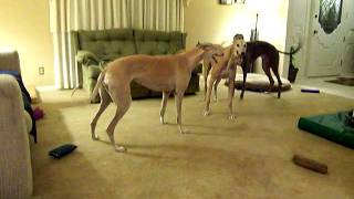 Greyhounds playing [upl. by Neerom]