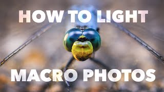 Macro Photography Lighting Tutorial [upl. by Essinger]