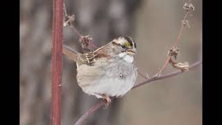 Whitethroated Sparrow Identification Example [upl. by Traver]