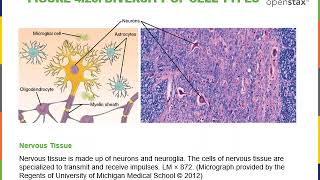 Introduction to Cytology Part 1 [upl. by Naima]