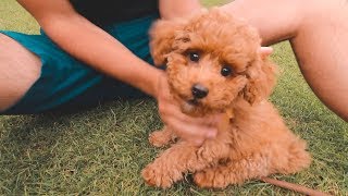 WE GOT A TOY POODLE PUPPY [upl. by Cirdes]