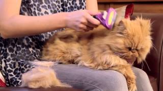 FURminator for Cats Video [upl. by Atnohsal]