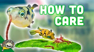 How to Care for Dwarf Puffer Fish [upl. by Ruenhs649]