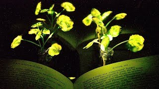 Glowing plants [upl. by Barimah702]