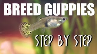 How to Breed Guppies EASY [upl. by Cynar]