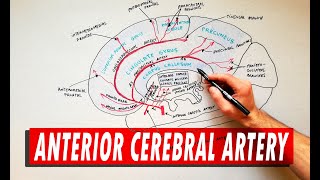 Anterior Cerebral Artery  Anatomy Tutorial [upl. by Enalahs]