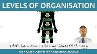 Levels of Organisation  GCSE Biology 91 [upl. by Tiffie]