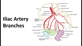 Pelvic floor muscles [upl. by Shaffert]