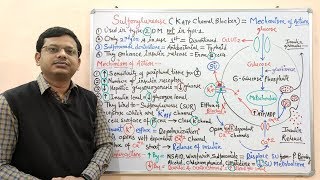 Diabetes Mellitus Part10 Mechanism of Action of Sulfonylurease  Antidiabetic Drugs  Diabetes [upl. by Ailati]