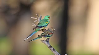 Australian parrots in the wild [upl. by Kuo564]