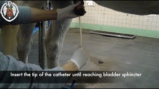 Urethral catheter placement in horses [upl. by Raycher758]