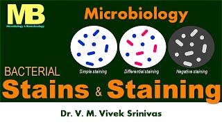 BACTERIAL STAINS amp STAININGS  Microbiology  Vivek Srinivas  Bacteriology [upl. by Vivie182]