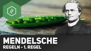 1 Mendelsche Regel  Uniformitätsregel [upl. by Salem653]